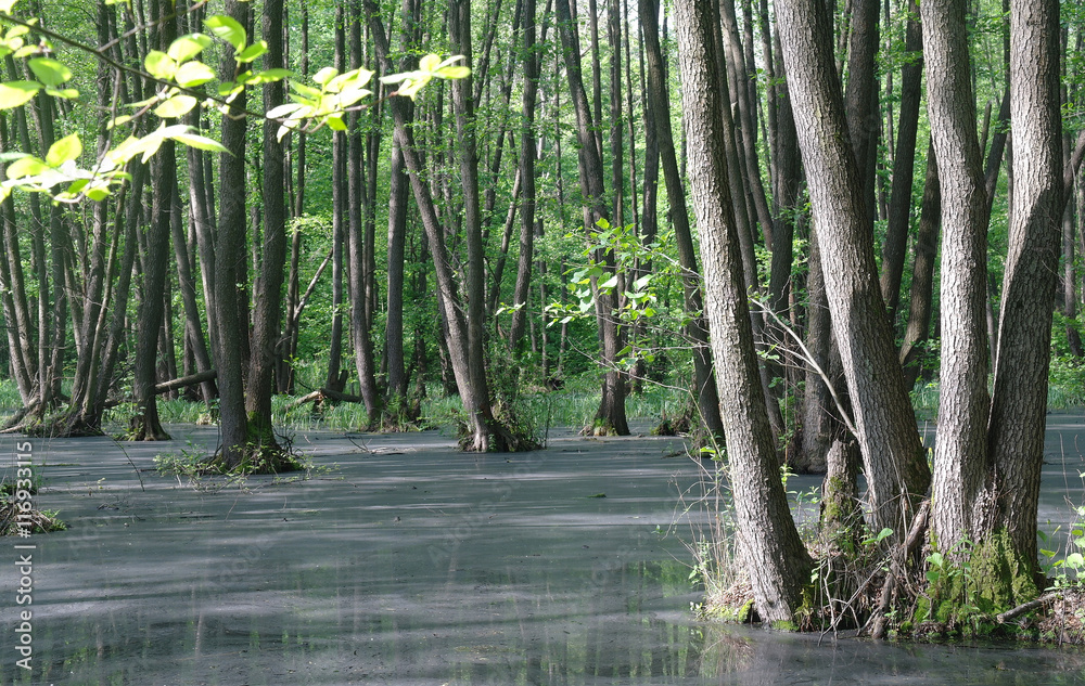 Fototapeta premium Lake in a wood green and trees
