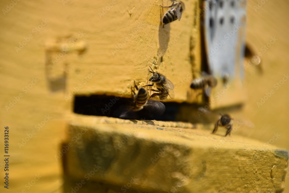 Obraz premium Honey bees on the home apiary