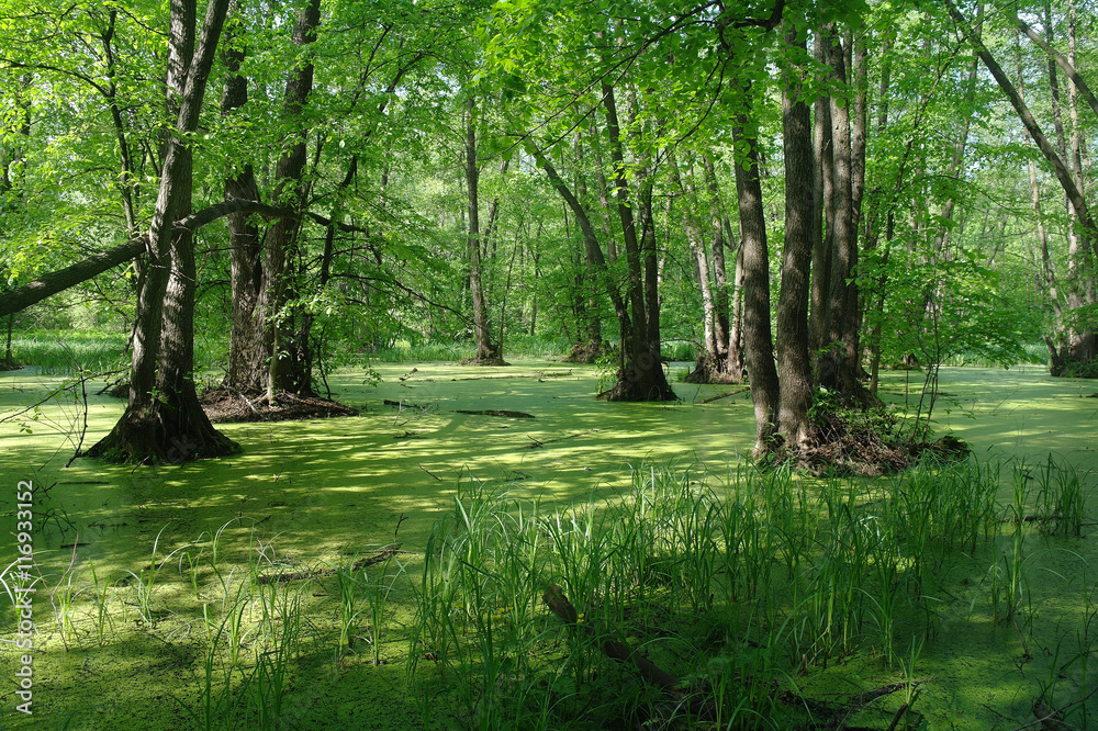 Lake in a wood green and trees Lake in a wood green and trees