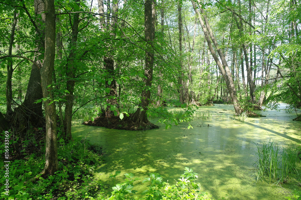 Lake in a wood green and trees Lake in a wood green and trees