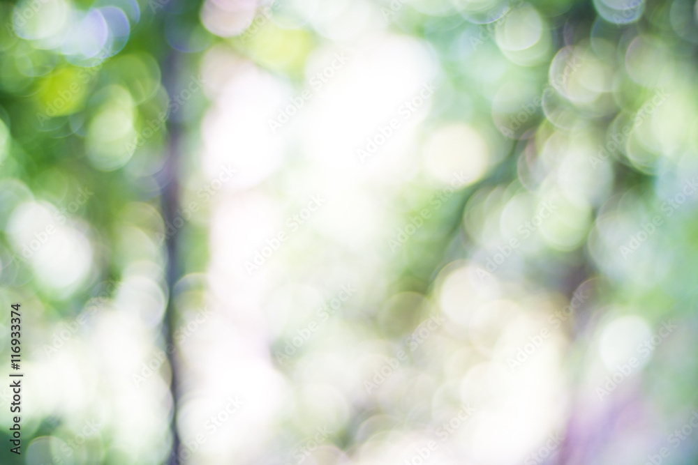 Fototapeta premium Forest blur nature park with green tree abstract background