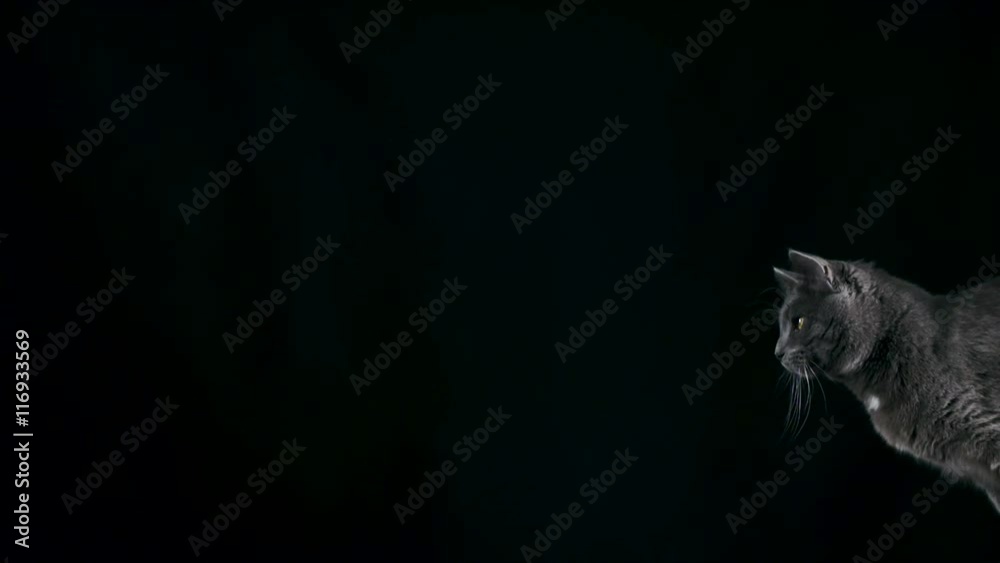 Slow motion of gray domestic cat jumping on black background Slow motion of gray domestic cat jumping on black background