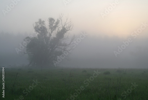 Misty meadow spring at sunrise © ekulik2011