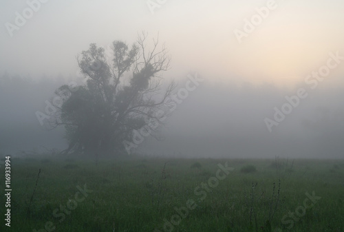 Misty meadow spring at sunrise