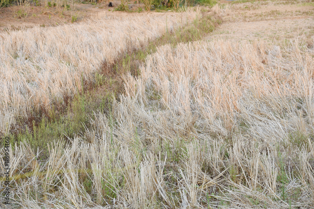 Fototapeta premium view of the arid cornfield in Thailand