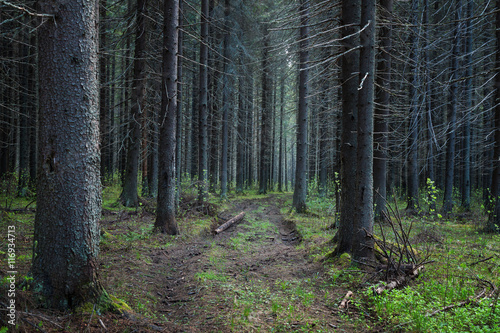 forest © smolskyevgeny