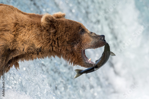Alaskan brown bear attempting to catch salmon photo