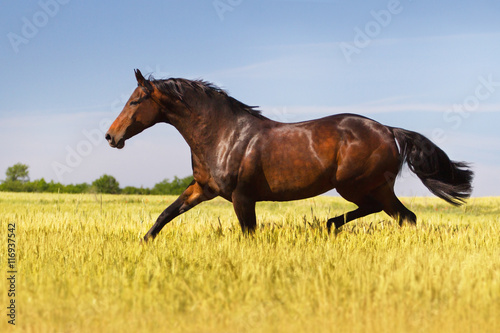 Bay horse trotting in field