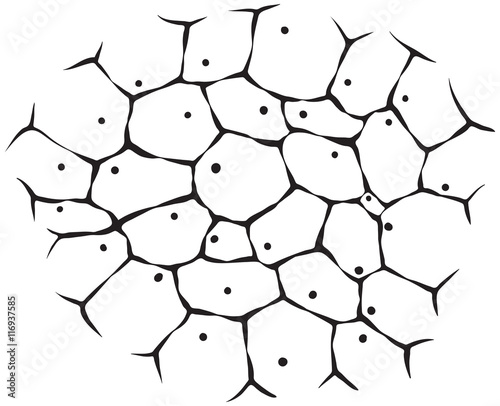 Cells of living tissue - monochrome illustration