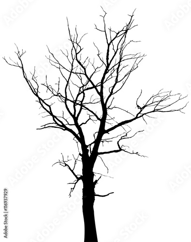 Silhouette of dead tree without leaves
