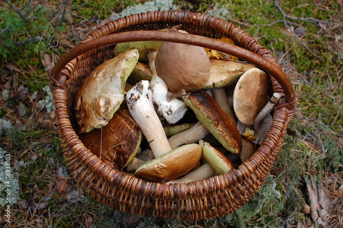 basket with mushrooms on a stump in the forest