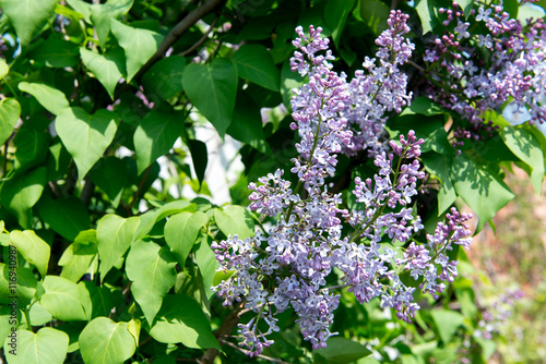 Fragrant flowering bush of white lilac in the garden