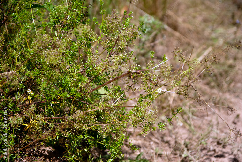 Fototapeta premium field flowers