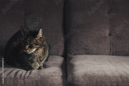 A cat sitting on a grey sofa.  photo