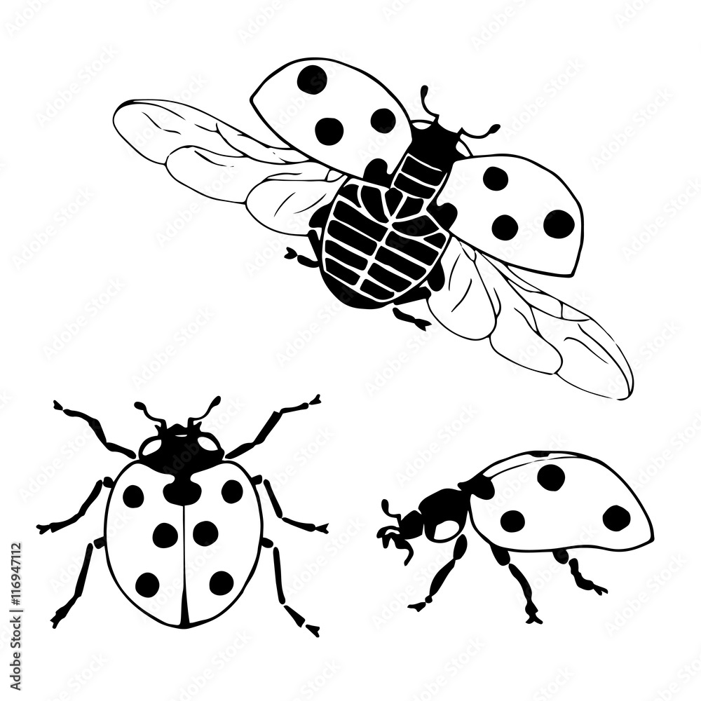 Naklejka premium Vector set of ladybugs. Hand drawing ladybugs
