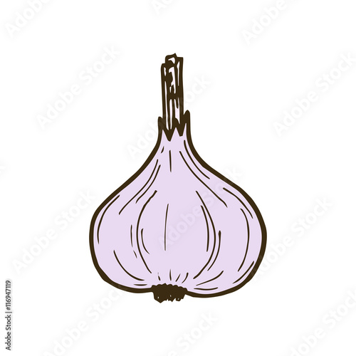 Vector illustration of hand drawing garlic. Vector garlic head