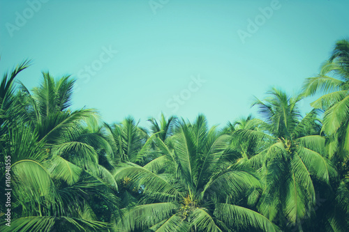 Obraz drzewa palmowe z zielonymi liśćmi