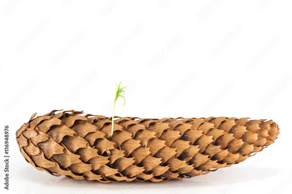 Fototapeta premium Spring pine tree sprout seed from pinecone isolated
