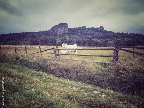 Kühe vor den Bruchhauser Steinen photo