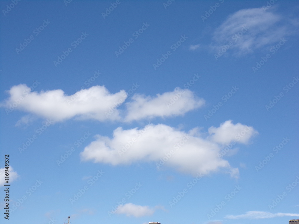 Obraz premium pędzący pies