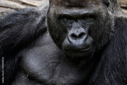 Gorilla © Tomasz Warszewski