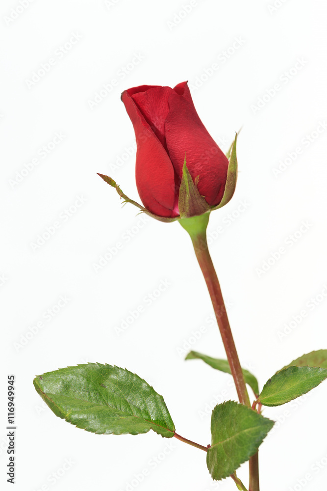 Fototapeta premium Red rose on white background.