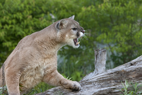 Εκτύπωση καμβά Snarling Mountain Lion
