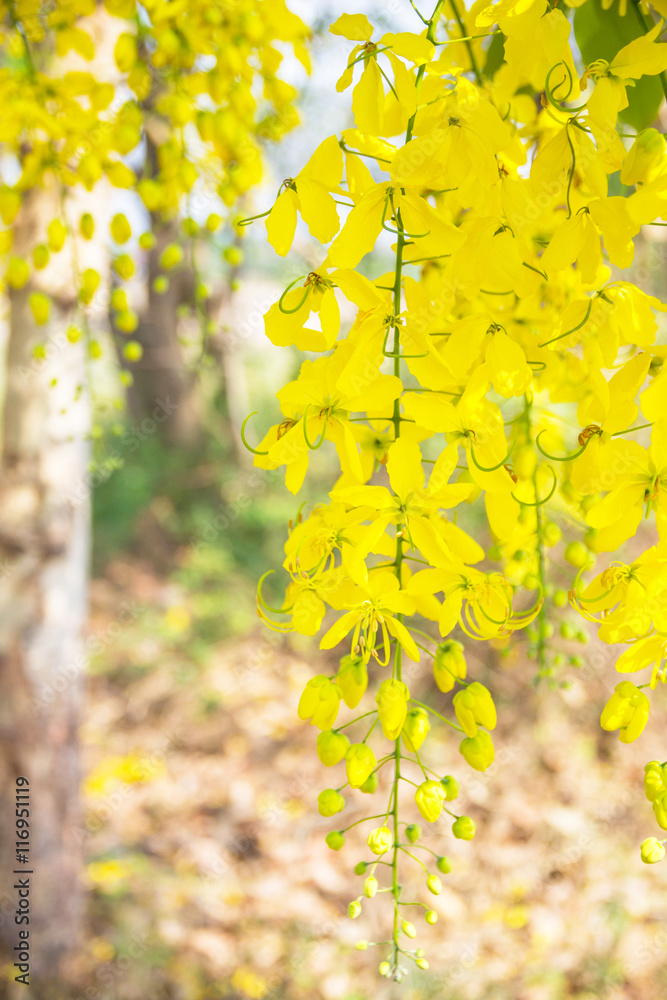 Obraz premium Golden Shower Tree