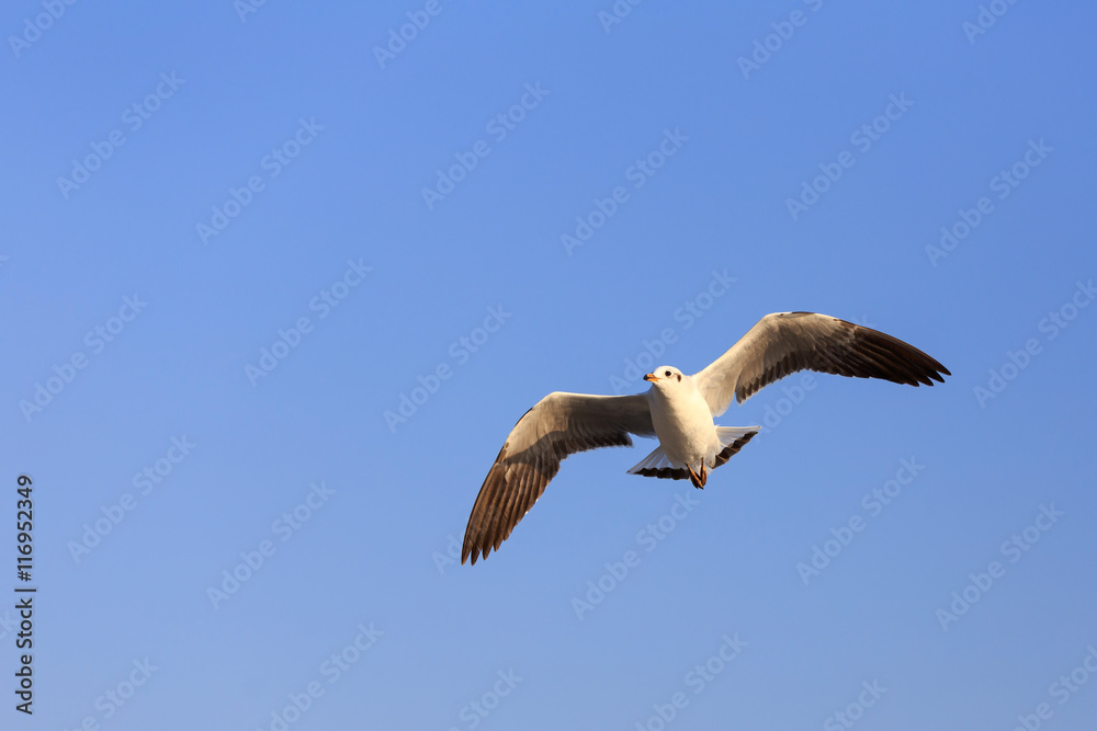 Obraz premium Seagull flying on the sky.