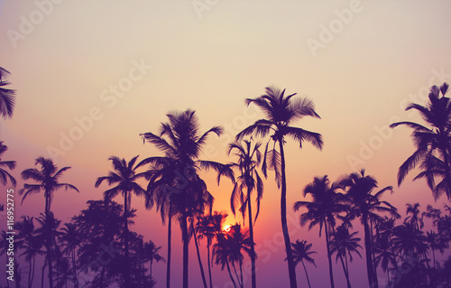 Silhouette of palm trees at sunset, vintage filter © Alexandr Bakanov