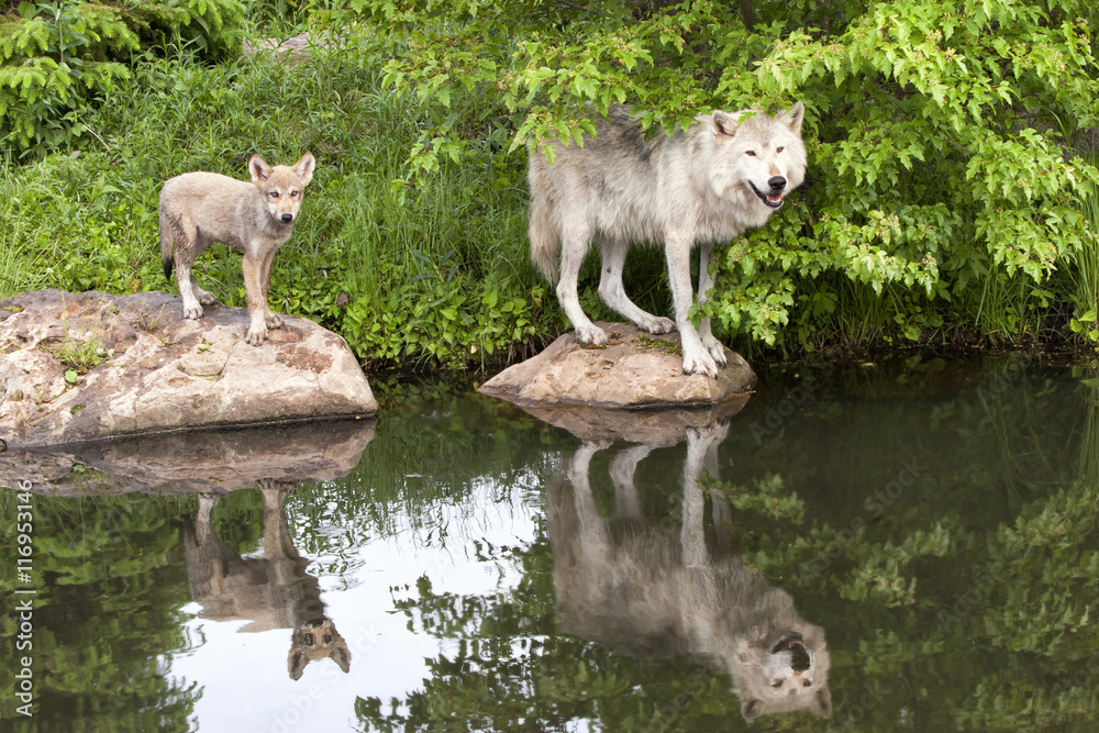 Mother wolf and pup with reflections in lake water Mother wolf and pup with reflections in lake water