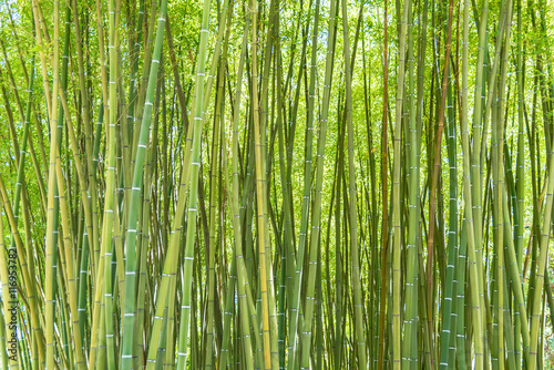 Fototapeta Naklejka Na Ścianę i Meble -  bamboo forest