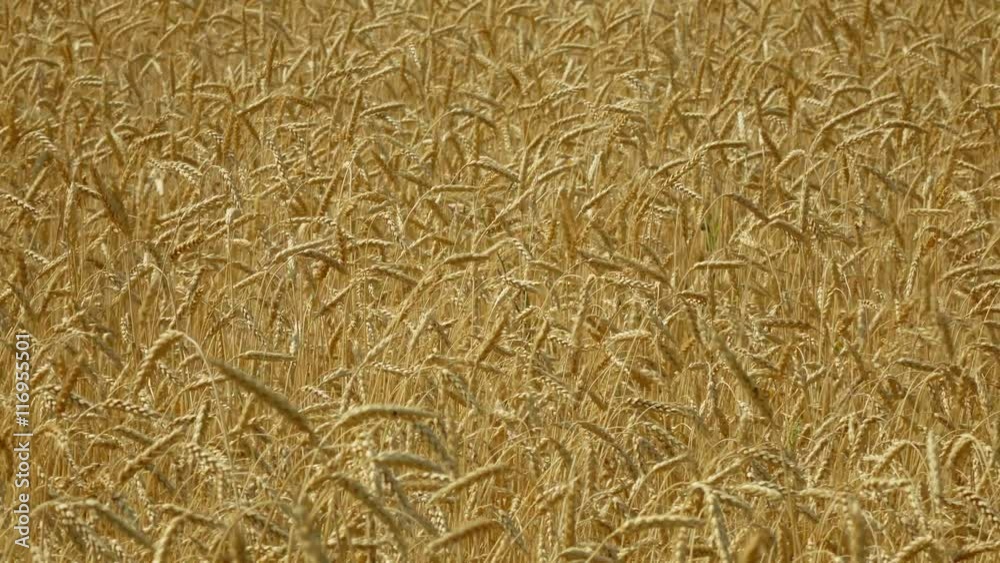 Pan shot of a of golden wheat field swaying in the wind. agriculture industry scene. Summer season time. 4K stock footage clip
Pan shot of a of golden wheat field swaying in the wind. agriculture industry scene. Summer season time. 4K stock footage clip