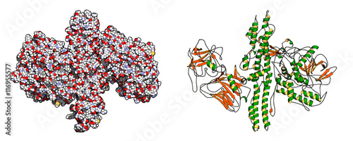 Foto Botulinum toxin neurotoxic protein
