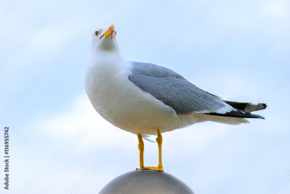 Fototapeta premium Seagull by the sea