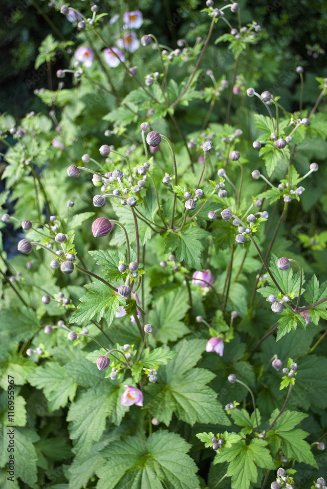 Rosa Anemone - Anemone hupehensis -, Herbstanemone im Naturgarten in Schleswig-Holstein Rosa Anemone - Anemone hupehensis -, Herbstanemone im Naturgarten in Schleswig-Holstein