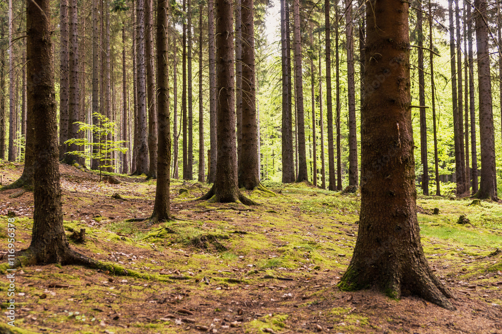 Naklejka premium Nadelwald