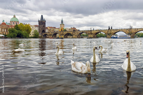 Swans on the background of Charles Bridge in Prague, Czech Repub