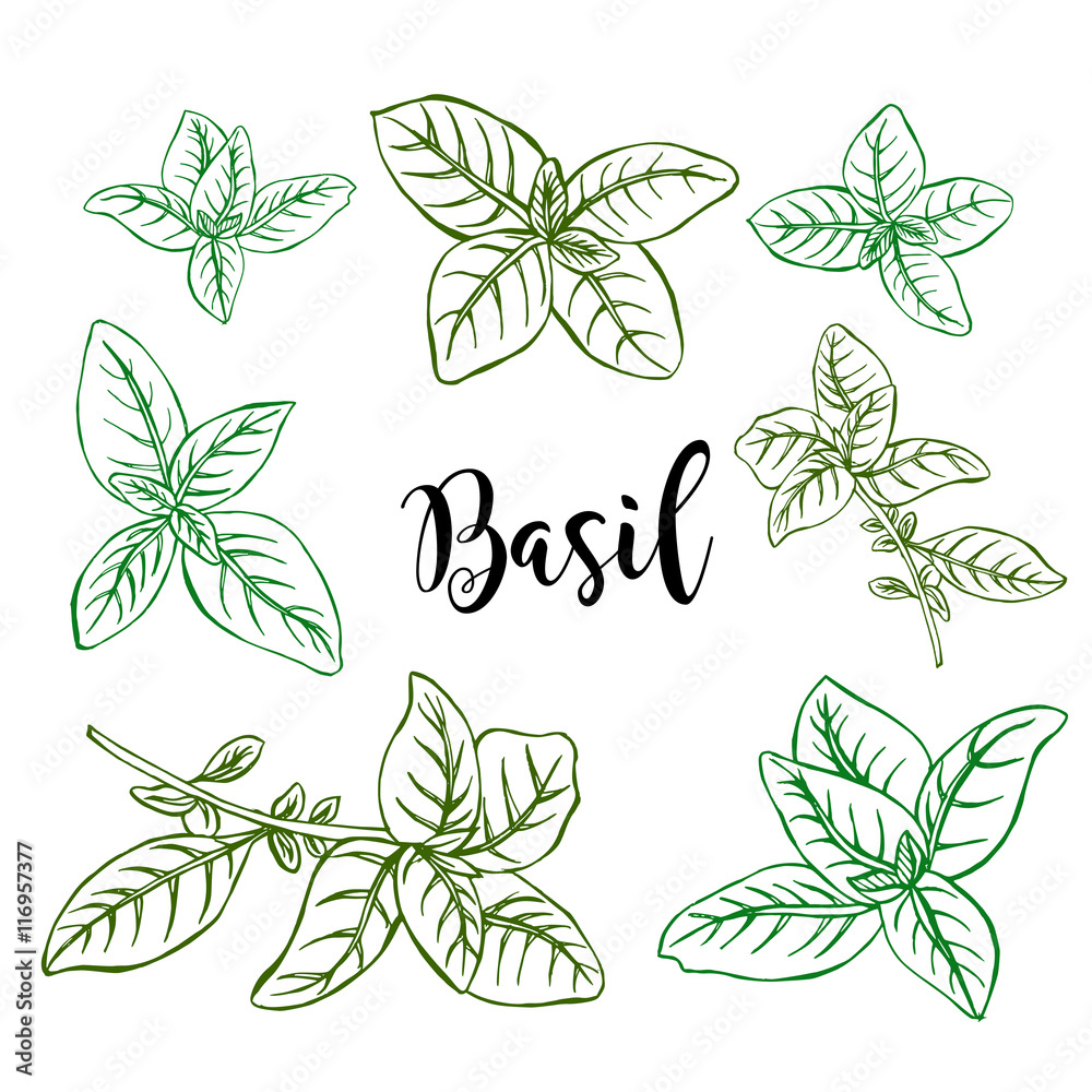 Hand drawn colored  basil in vector