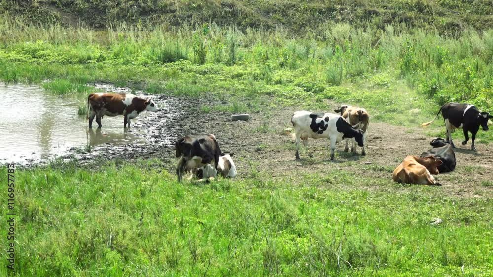 custom made wallpaper toronto digitalHerd of cows having rest in cool lake water during hot summer day. Agriculture industry scene.  4K stock footage clip
