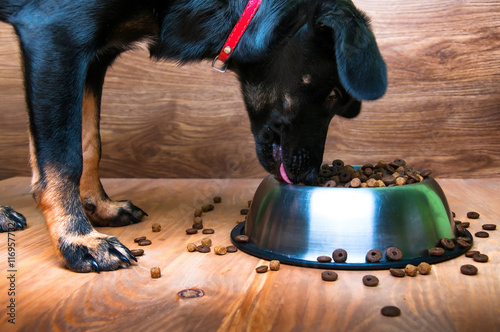 Dog eats food from a bowl