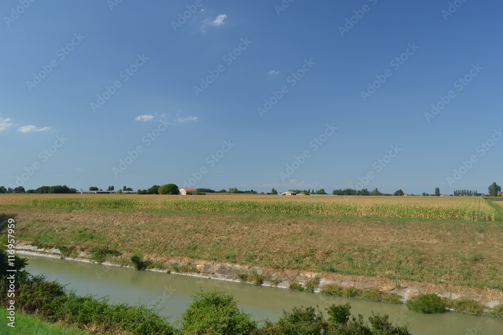 Fototapeta premium corn field 