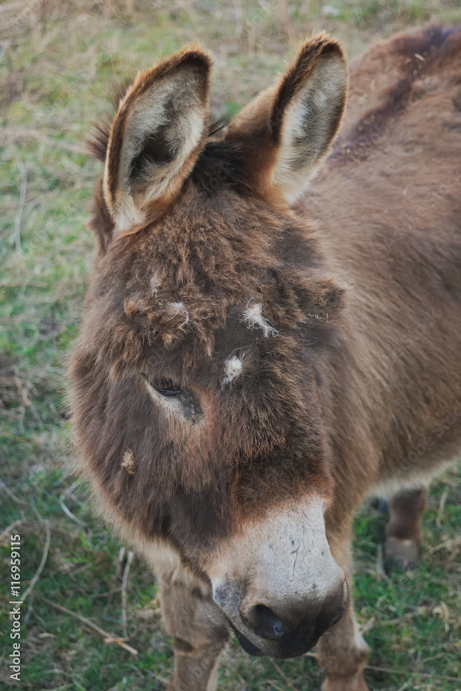 Fototapeta premium Donkey