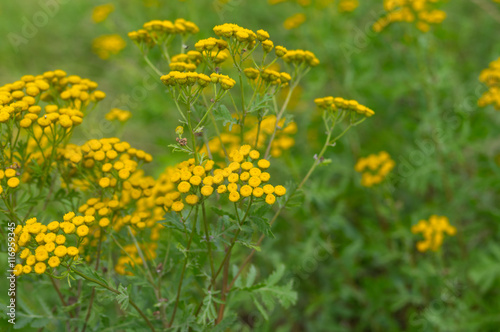 Tansy  Tanacetum vulgare  - flowering herbaceous plant at summer time in wild nature