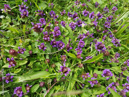 Brunelle, Prunella vulgaris photo