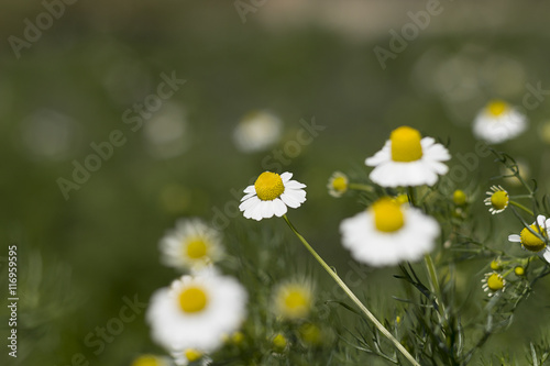 Selective Focus on Flower Blur Background