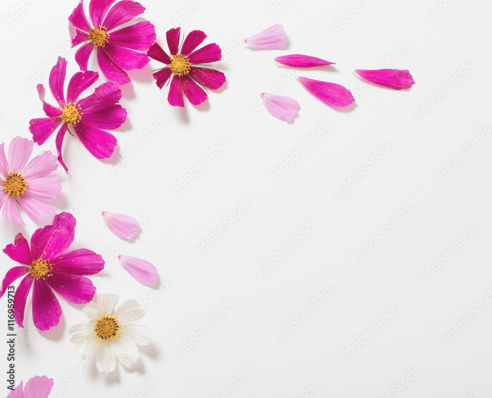 flowers on white background flowers on white background