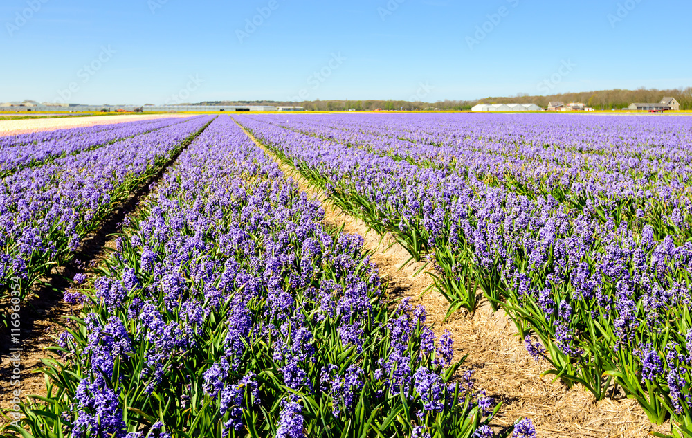 Fototapeta premium Striking purple flowering hyacinth plants in a Dutch field