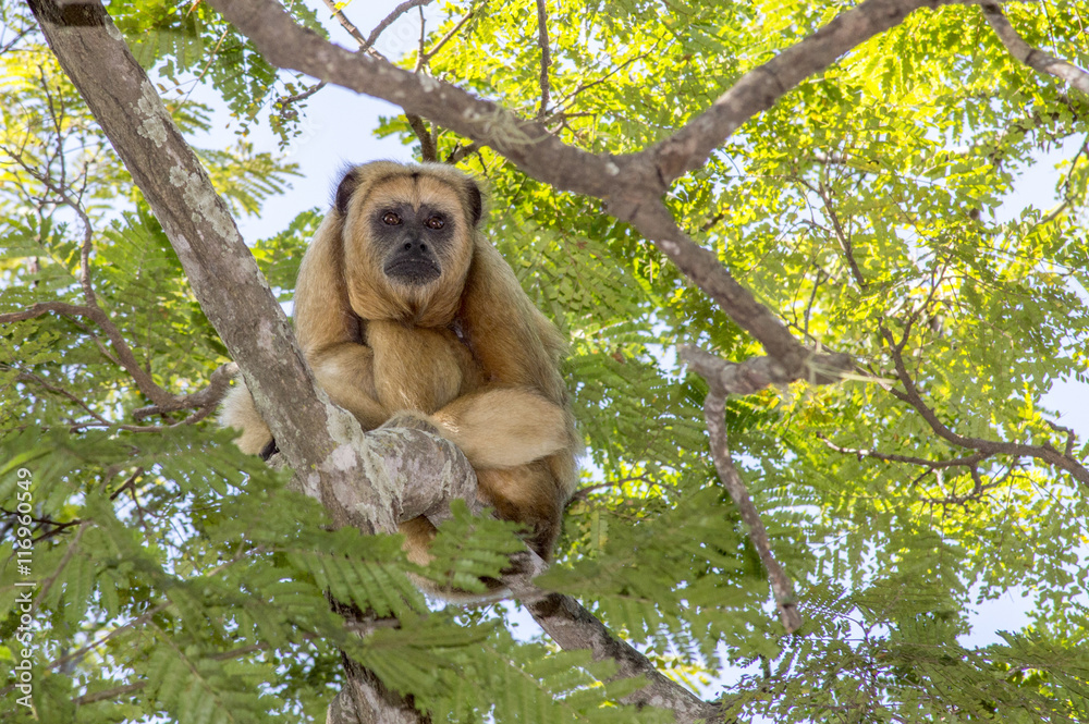 Obraz premium Olhares