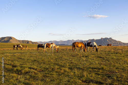 Horses on green pastures